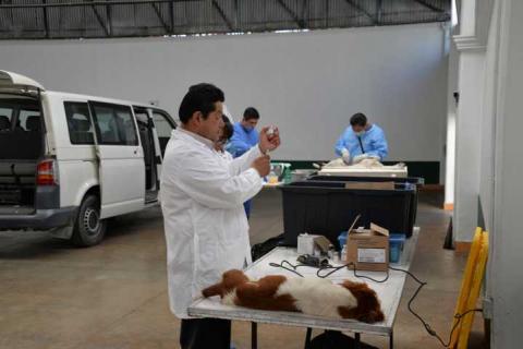 Con la esterilización canina y felina evitamos la proliferación de animales: alcalde imagen 2
