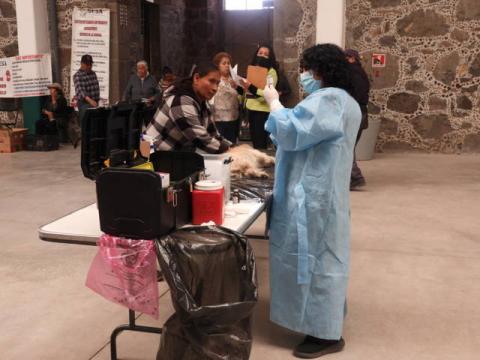 Realizan la esterilización de perros y gatos en Yauhquemehcan imagen 2