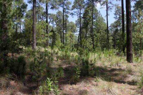Rescata Gobierno Estatal áreas deforestadas con más de un millón de árboles
