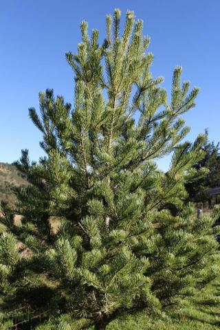 Dispone Tlaxcala de 7 mil 250 árboles de Navidad imagen 2