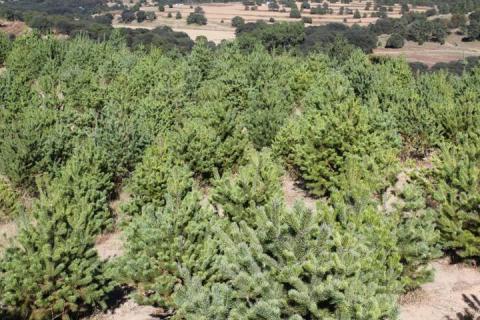 Dispone Tlaxcala de 7 mil 250 árboles de Navidad imagen 3