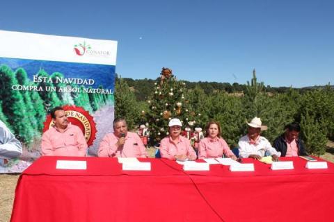Dispone Tlaxcala de 7 mil 250 árboles de Navidad imagen 1