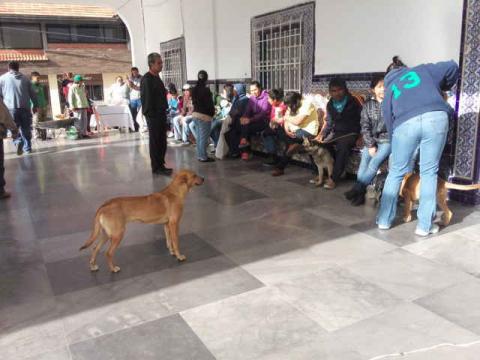 Se realizó campaña de esterilización en Xicohtzinco imagen 2