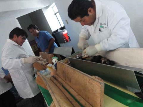 Se realizó campaña de esterilización en Xicohtzinco imagen 3