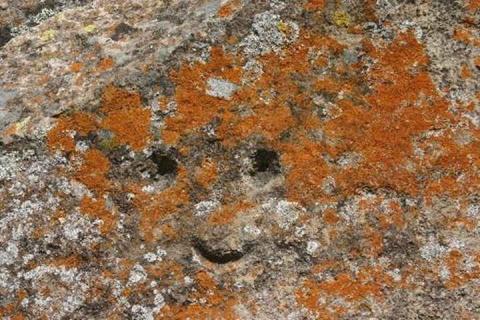 Gritos silenciosos y mirada de piedra es el arte rupestre en Tlaxcala imagen 3