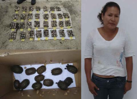 Recuperan huevos de tortuga robados en Chiapas y Guerrero imagen 1