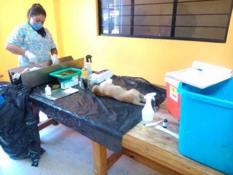 Arranca campaña de esterilización canina en Contla imagen 2