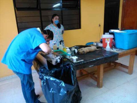Arranca campaña de esterilización canina en Contla imagen 3