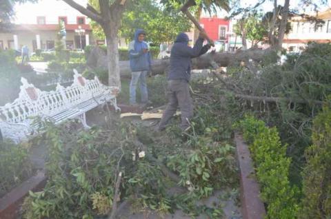 Reportan saldo blanco en Calpulalpan por fuertes vientos imagen 22