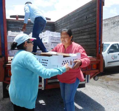 SNDIF de Xicohtzinco incentiva a pequeños productores imagen 2