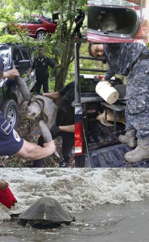 Recuperan huevos de tortuga robados en Chiapas y Guerrero imagen 2