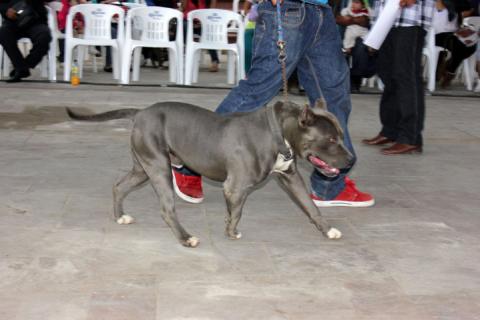 Despierta admiración Exhibición Canina en Feria “San Antonio Calpulalpan 2015” imagen 10