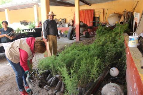 Entregan a comunidades de Nativitas árboles para reforestar imagen 1