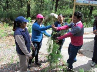 Inician campaña de reforestación en Tetlanohcan imagen 4