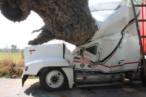 Conductor de tráiler se salva de milagro; árbol aplasta su unidad imagen 1