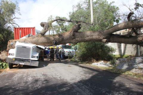 Conductor de tráiler se salva de milagro; árbol aplasta su unidad imagen 2