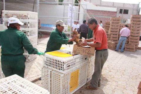 En Xaloztoc benefician a 390 familias con paquetes de animales de traspatio imagen 1