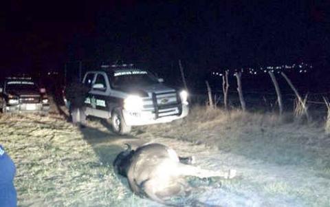 Policías juegan “tiro al blanco” con toro imagen 3