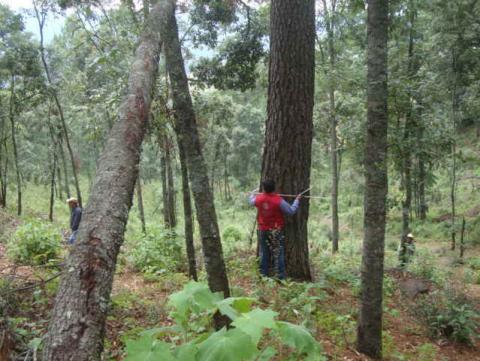 Suspende Prodepa actividades en dos predios forestales de Tlaxcala imagen 2