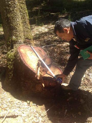 Suspende Prodepa actividades en dos predios forestales de Tlaxcala imagen 1