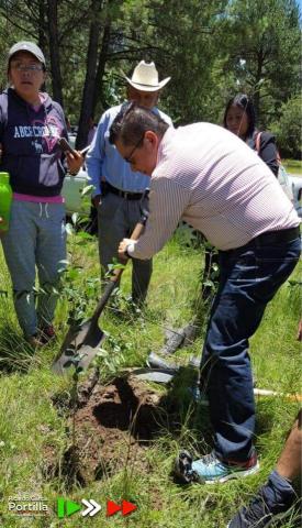 Anda más ocupado plantando arbolitos que trabajando para el 2018 imagen 4