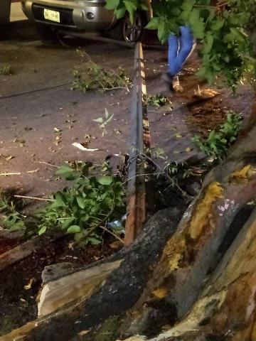 Borrachazo deja un árbol y un poste tirados en Apizaco imagen 3