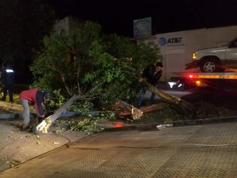 Borrachazo deja un árbol y un poste tirados en Apizaco imagen 2