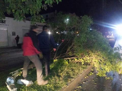 Borrachazo deja un árbol y un poste tirados en Apizaco imagen 1