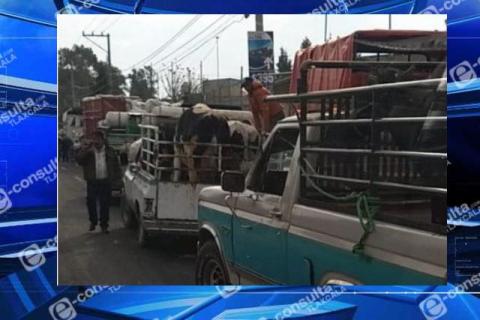 Comerciantes de ganado siguen desafiando la pandemia del covid 19