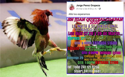 Galleros en plena contingencia arman torneos masivos en Tzompantepec imagen 2