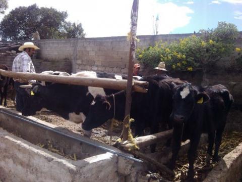 Con campaña de vacunación previenen en Calpulalpan Brucelosis en ganado vacuno imagen 3