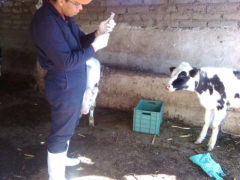 Con campaña de vacunación previenen en Calpulalpan Brucelosis en ganado vacuno imagen 6