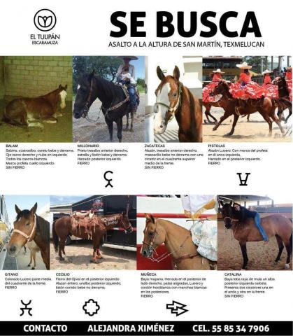 Reportan robo de tráiler cargado con caballos pura sangre imagen 1