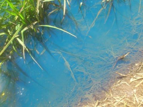 Fuga de diésel provocada en Texmelucan afecta canal de riego en Lardizábal imagen 3