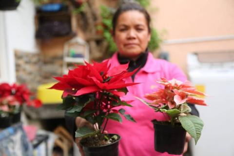 Para esta Navidad "flores de noche buena" en Xaloztoc imagen 1