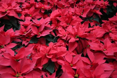 Para esta Navidad "flores de noche buena" en Xaloztoc imagen 2