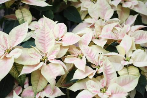 Para esta Navidad "flores de noche buena" en Xaloztoc imagen 3