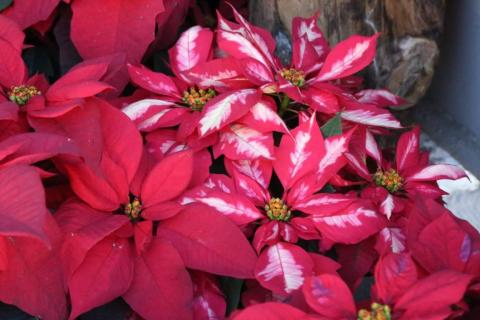 Para esta Navidad "flores de noche buena" en Xaloztoc imagen 5
