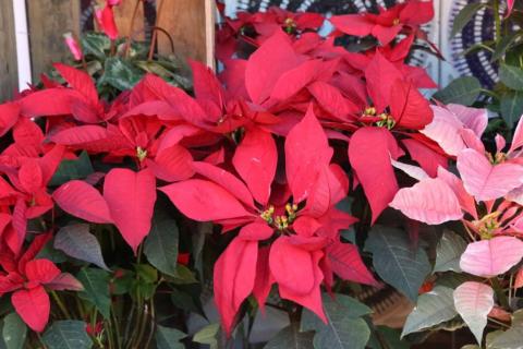Para esta Navidad "flores de noche buena" en Xaloztoc imagen 6
