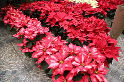 Para esta Navidad "flores de noche buena" en Xaloztoc imagen 7