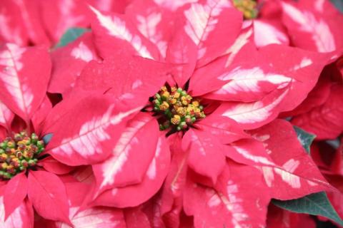 Para esta Navidad "flores de noche buena" en Xaloztoc imagen 8