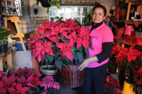 Para esta Navidad "flores de noche buena" en Xaloztoc imagen 9