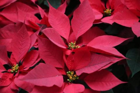 Para esta Navidad "flores de noche buena" en Xaloztoc imagen 10