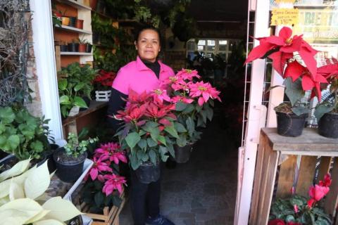 Para esta Navidad "flores de noche buena" en Xaloztoc imagen 11