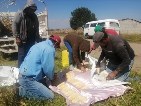 Logró SIA aumento de producción de maíz con plan de manejo de agricultura orgánica en 2022 imagen 1