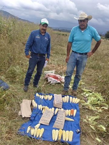 Logró SIA aumento de producción de maíz con plan de manejo de agricultura orgánica en 2022 imagen 4