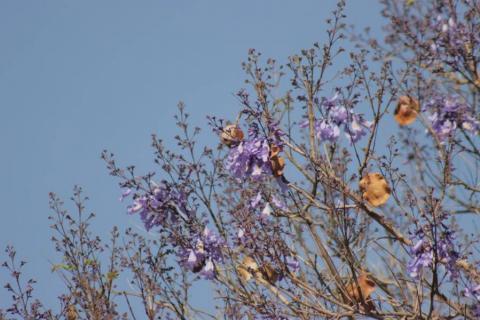 Empiezan las primeras jacarandas a florecer en Tlaxcala imagen 1