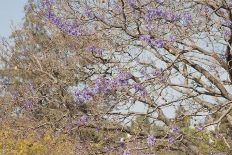 Empiezan las primeras jacarandas a florecer en Tlaxcala imagen 2