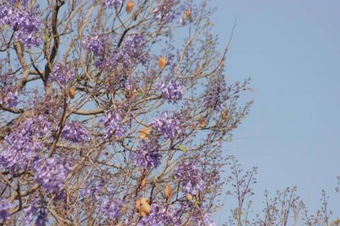 Empiezan las primeras jacarandas a florecer en Tlaxcala imagen 3