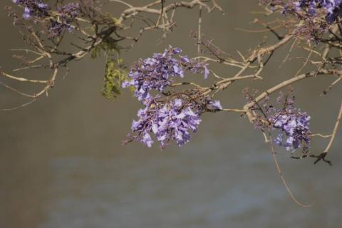 Empiezan las primeras jacarandas a florecer en Tlaxcala imagen 4